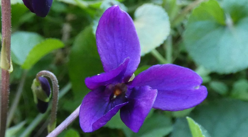 Ancora le Viole sul balcone:   Viola odorata (forma ibrida?)