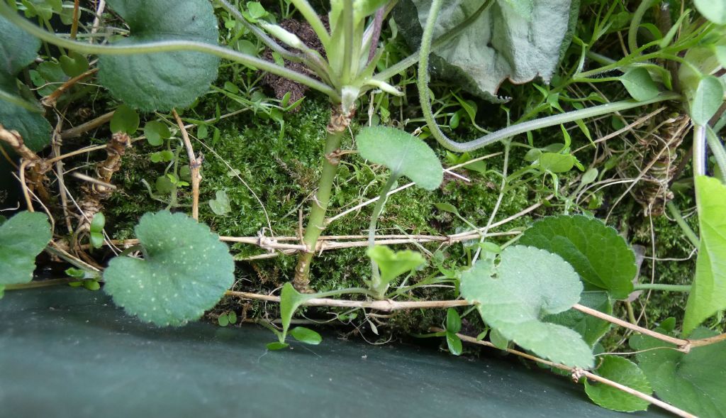 Ancora le Viole sul balcone:   Viola odorata (forma ibrida?)