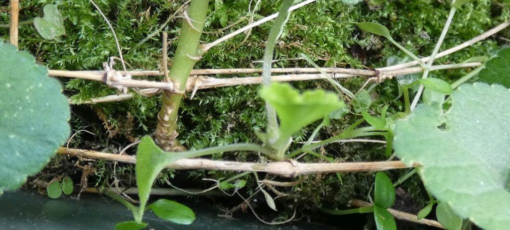 Ancora le Viole sul balcone:   Viola odorata (forma ibrida?)