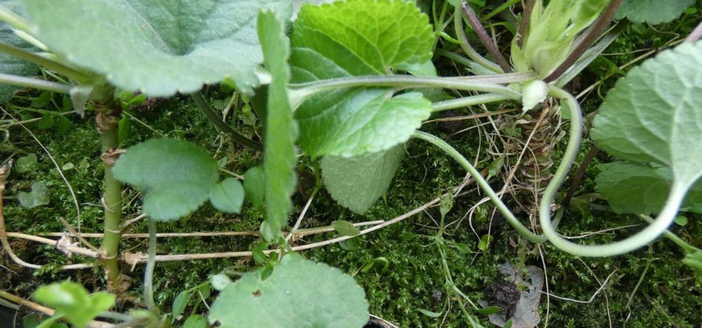 Ancora le Viole sul balcone:   Viola odorata (forma ibrida?)