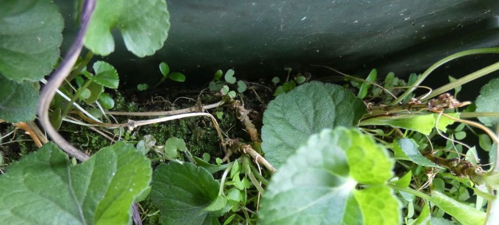 Ancora le Viole sul balcone:   Viola odorata (forma ibrida?)