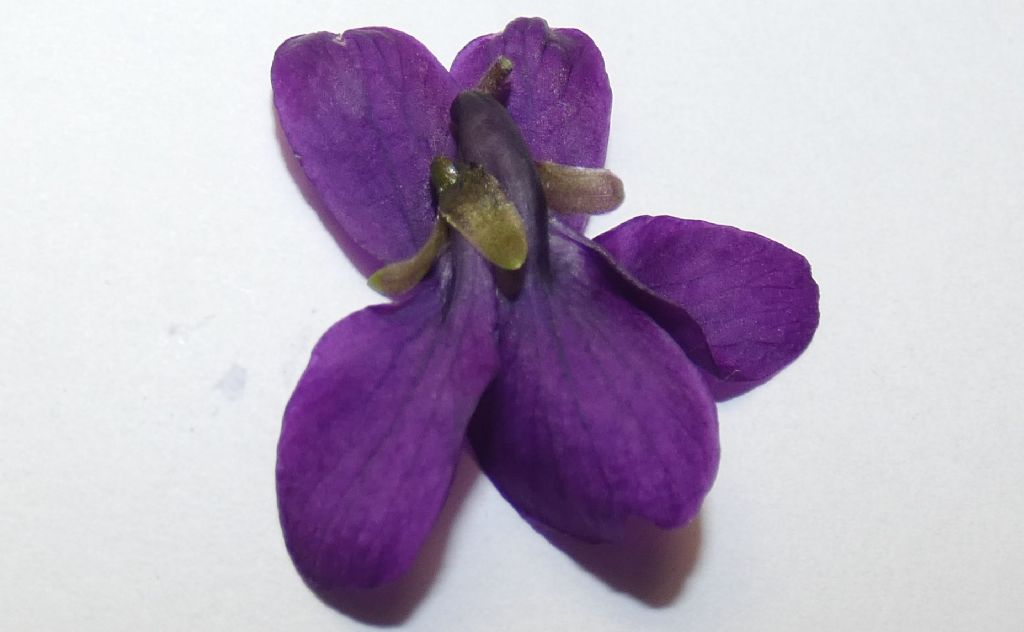 Ancora le Viole sul balcone:   Viola odorata (forma ibrida?)