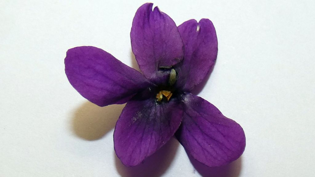 Ancora le Viole sul balcone:   Viola odorata (forma ibrida?)