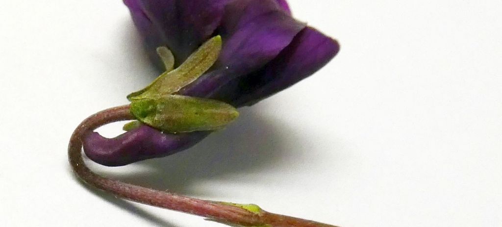 Ancora le Viole sul balcone:   Viola odorata (forma ibrida?)