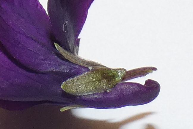 Ancora le Viole sul balcone:   Viola odorata (forma ibrida?)