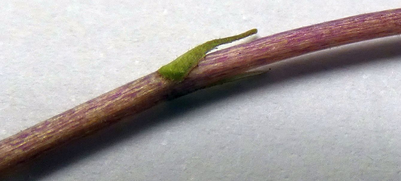 Ancora le Viole sul balcone:   Viola odorata (forma ibrida?)