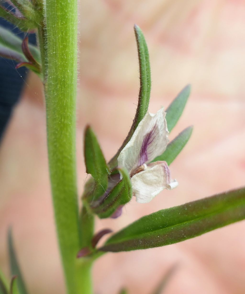 Misopates orontium / Gallinetta comune