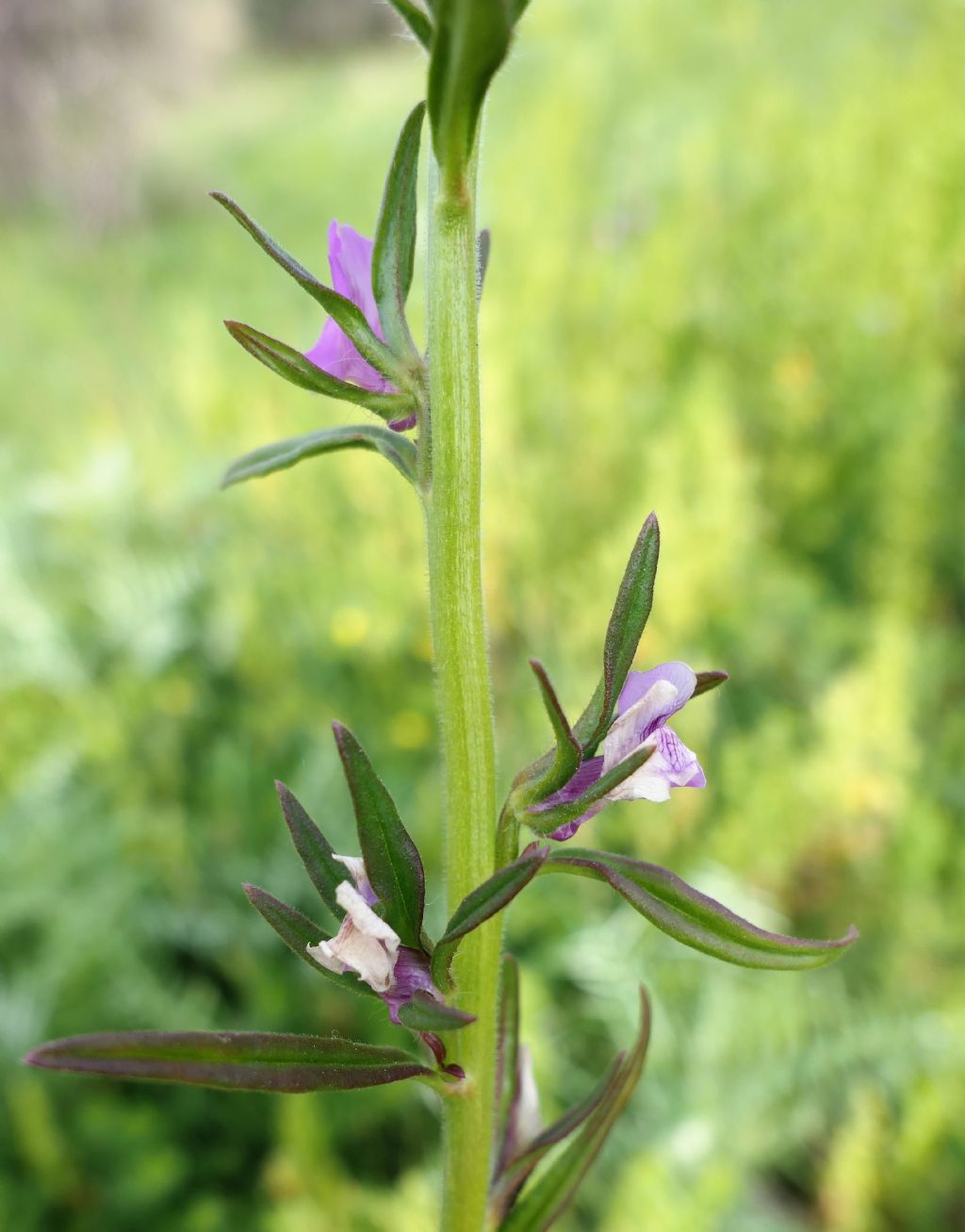 Misopates orontium / Gallinetta comune