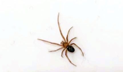 Steatoda grossa (Theridiidae) - Milano