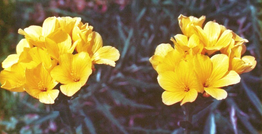 Primulacea ??? No, Linum capitatum (Malpighiales Linaceae)