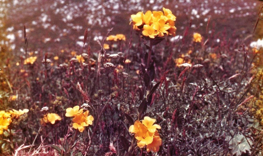 Primulacea ??? No, Linum capitatum (Malpighiales Linaceae)