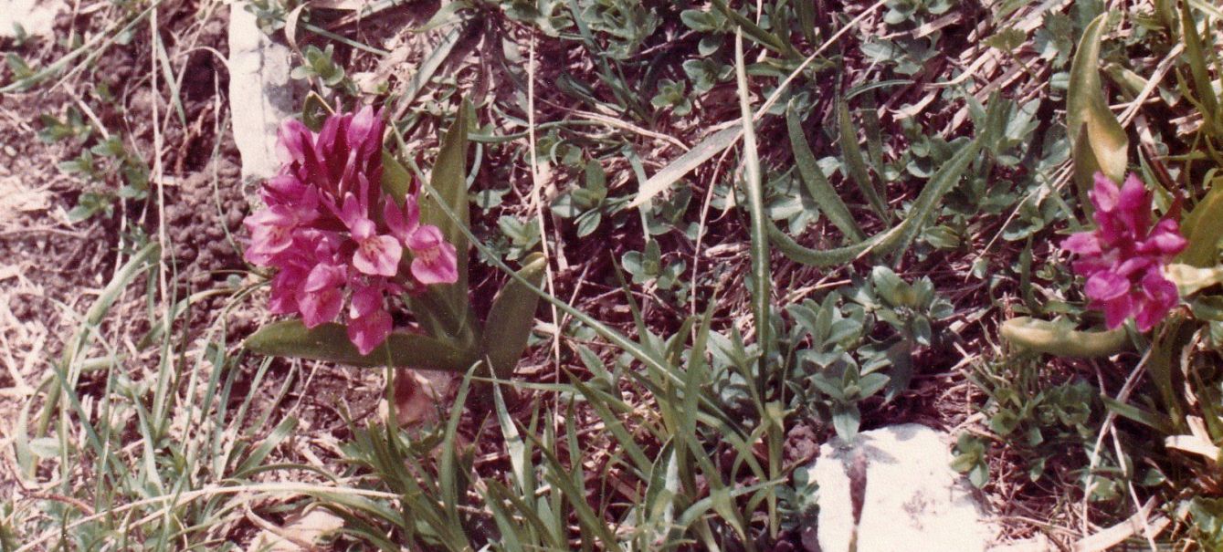 Dactylorhiza sambucina