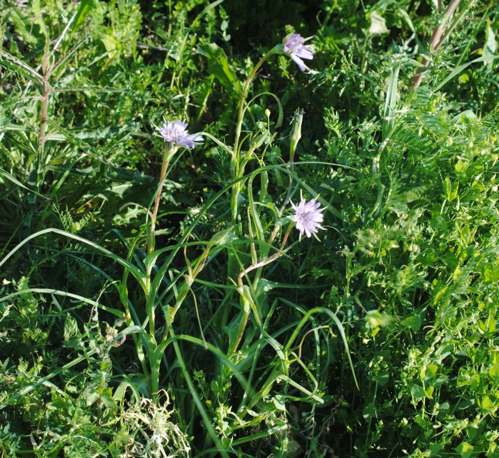 Tragopogon?  S, Tragopogon eriospermus