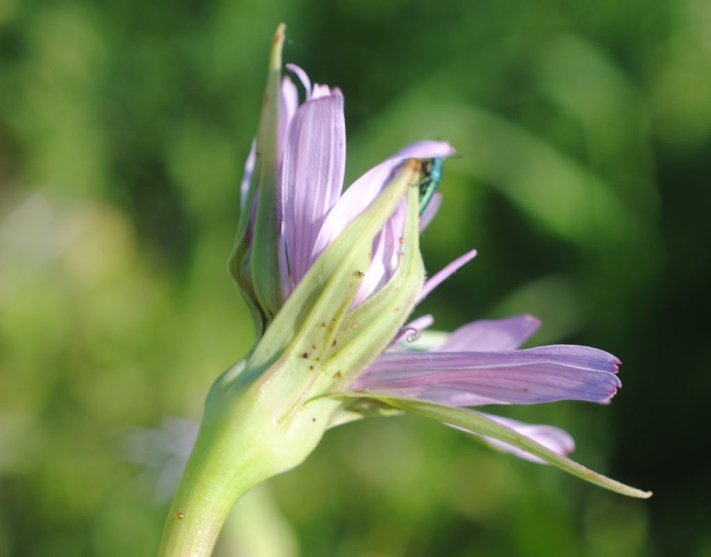 Tragopogon?  S, Tragopogon eriospermus