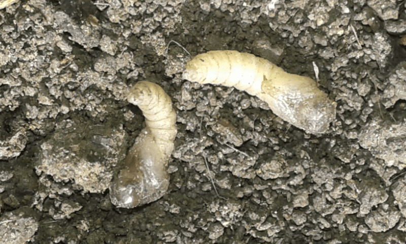 Larve di dittero?  S, pupe di Bibo sp. (Bibionidae).