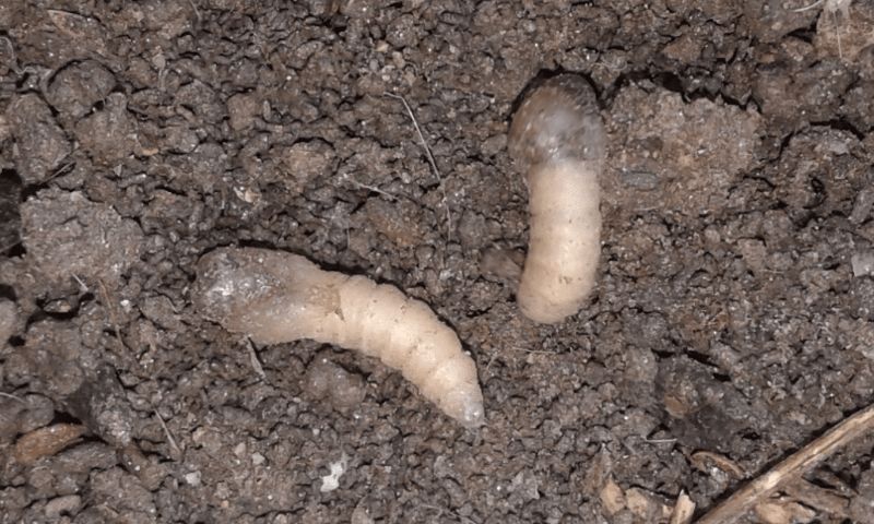 Larve di dittero?  S, pupe di Bibo sp. (Bibionidae).
