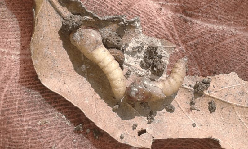 Larve di dittero?  S, pupe di Bibo sp. (Bibionidae).