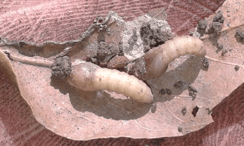 Larve di dittero?  S, pupe di Bibo sp. (Bibionidae).