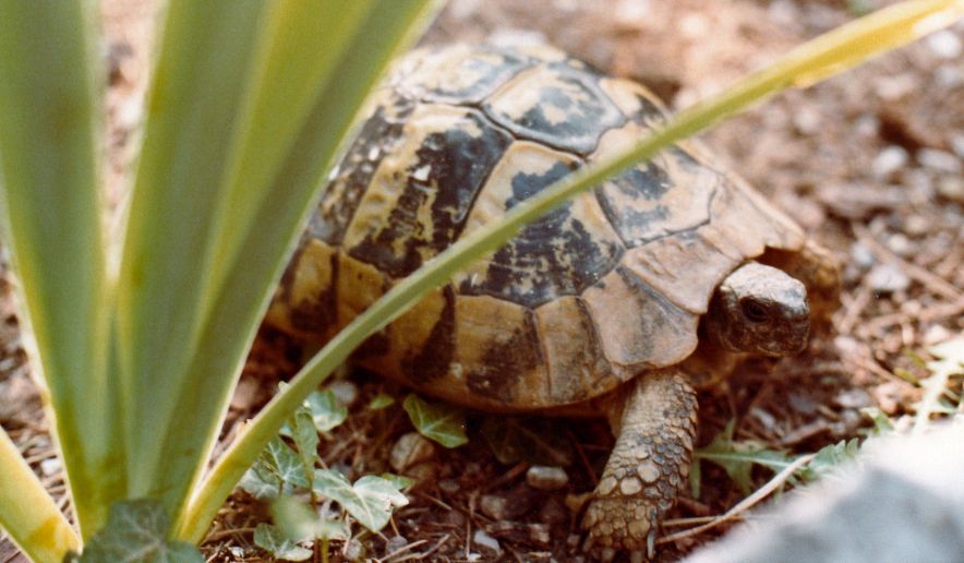 Testudo graeca?  No, Testudo hermanni boettgeri