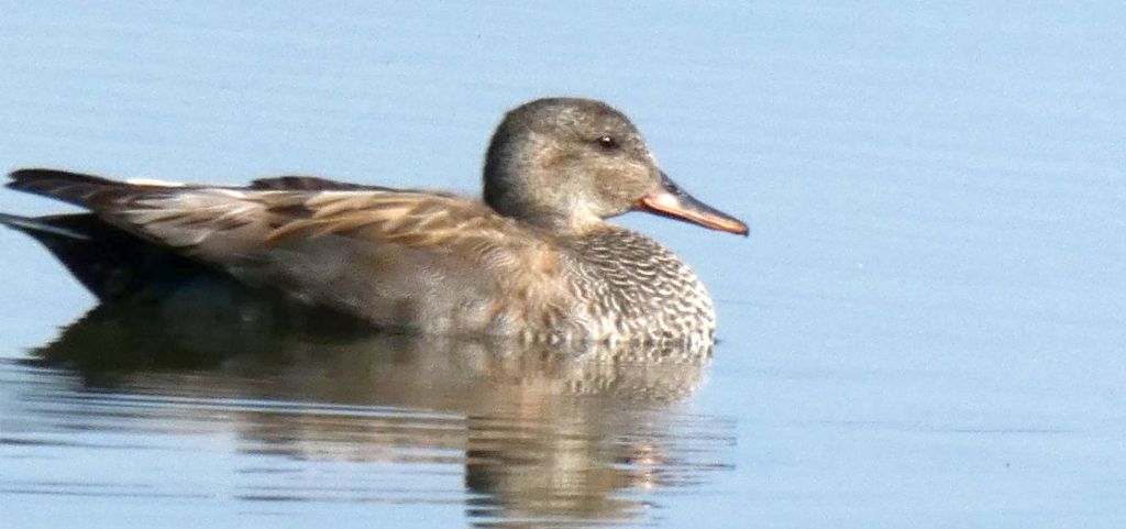 Canapiglia, Anatra fischiatrice fulva  (e Germano reale)