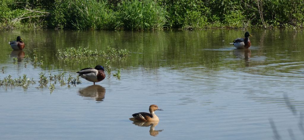 Canapiglia, Anatra fischiatrice fulva  (e Germano reale)