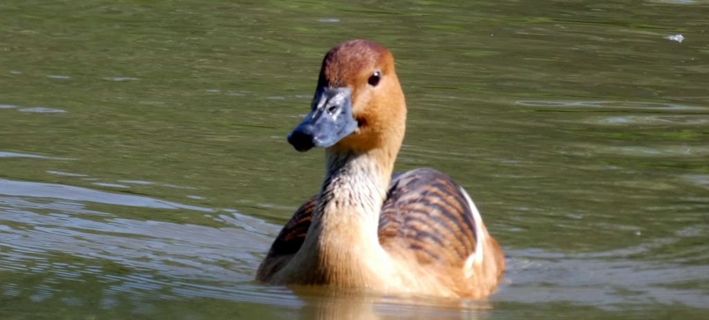 Canapiglia, Anatra fischiatrice fulva  (e Germano reale)