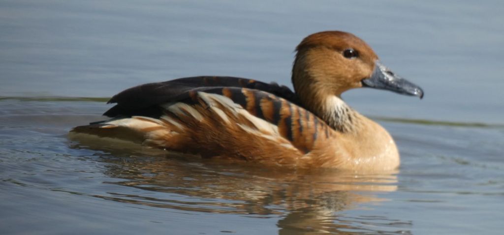 Canapiglia, Anatra fischiatrice fulva  (e Germano reale)