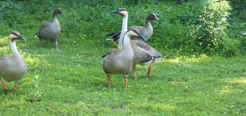 Oca zamperosee, O. delle nevi, O. cignoide e O. lombardella