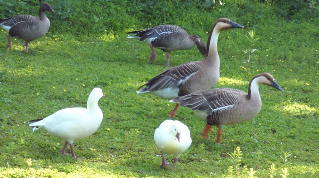 Oca zamperosee, O. delle nevi, O. cignoide e O. lombardella