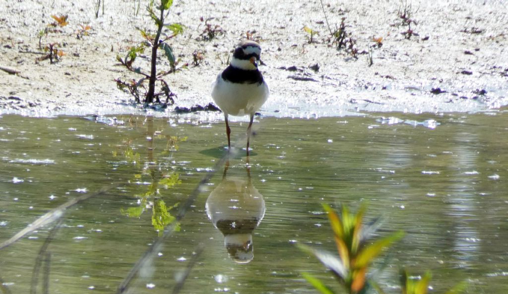 Corriere piccolo? No, Corriere grosso (Charadrius hiaticula)