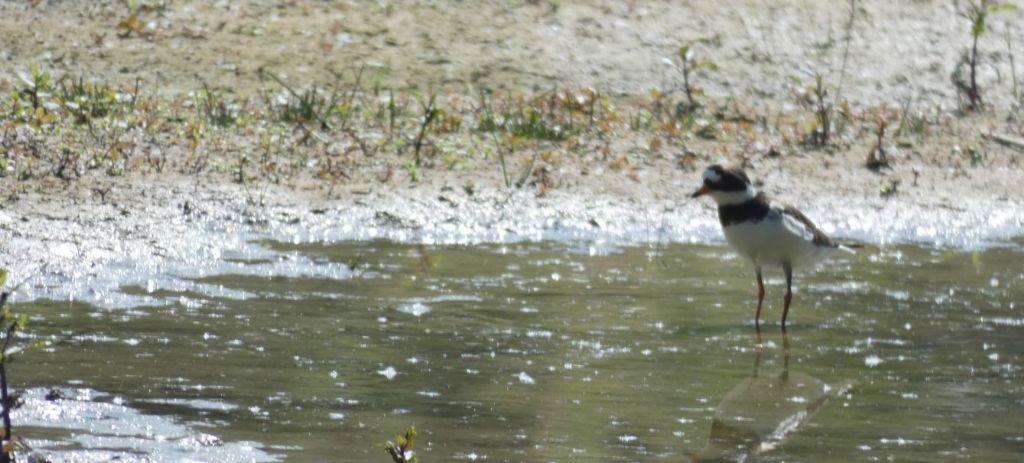 Corriere piccolo? No, Corriere grosso (Charadrius hiaticula)