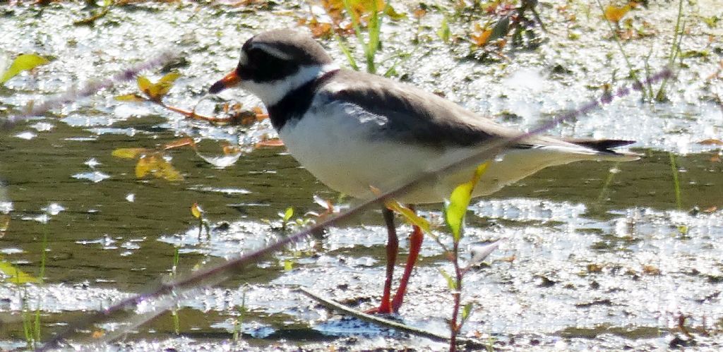 Corriere piccolo? No, Corriere grosso (Charadrius hiaticula)