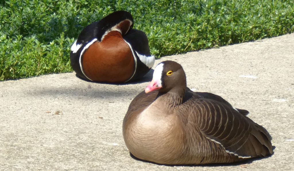 Oca collorosso (Branta ruficollis) e Oca lombardella minore (Anser erythropus)