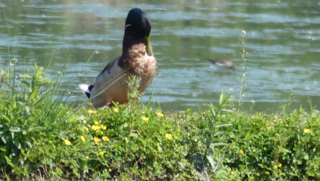 Cos''è? Un Piro-piro piccolo (Actitis hypoleucos)