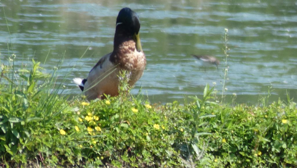 Cos''? Un Piro-piro piccolo (Actitis hypoleucos)