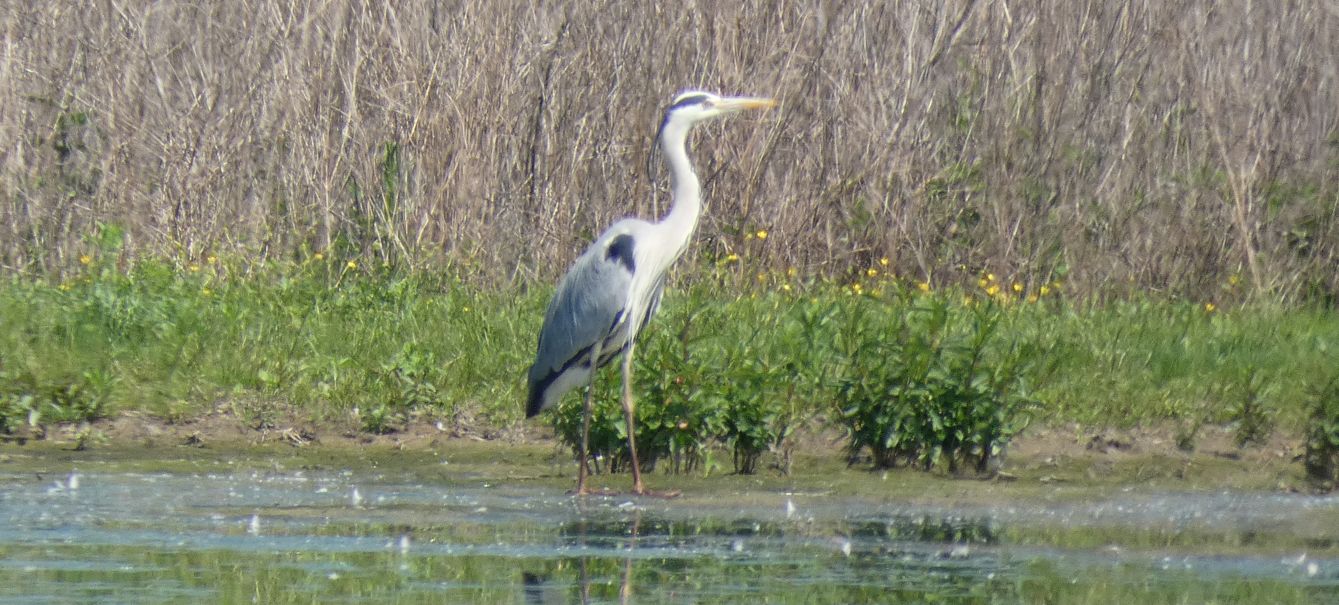 Airone cenerino (Ardea cinerea), adulto e immaturo