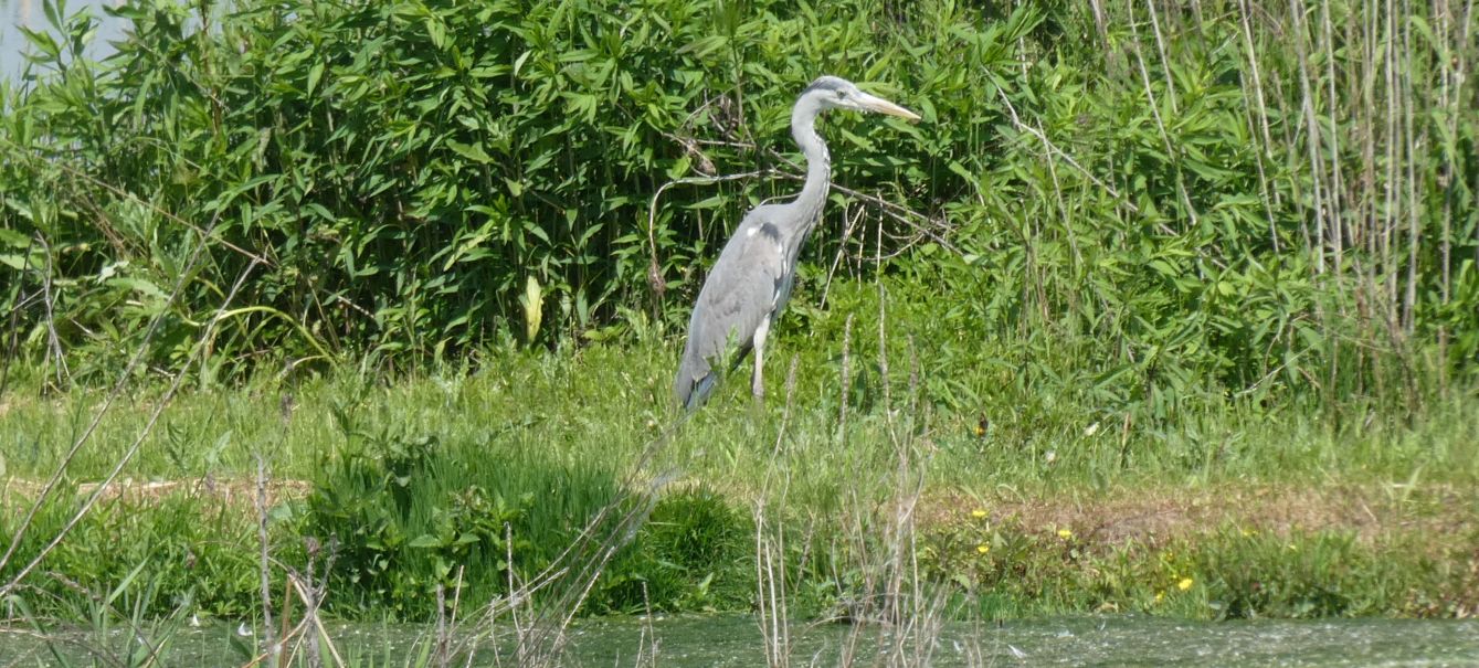 Airone cenerino (Ardea cinerea), adulto e immaturo