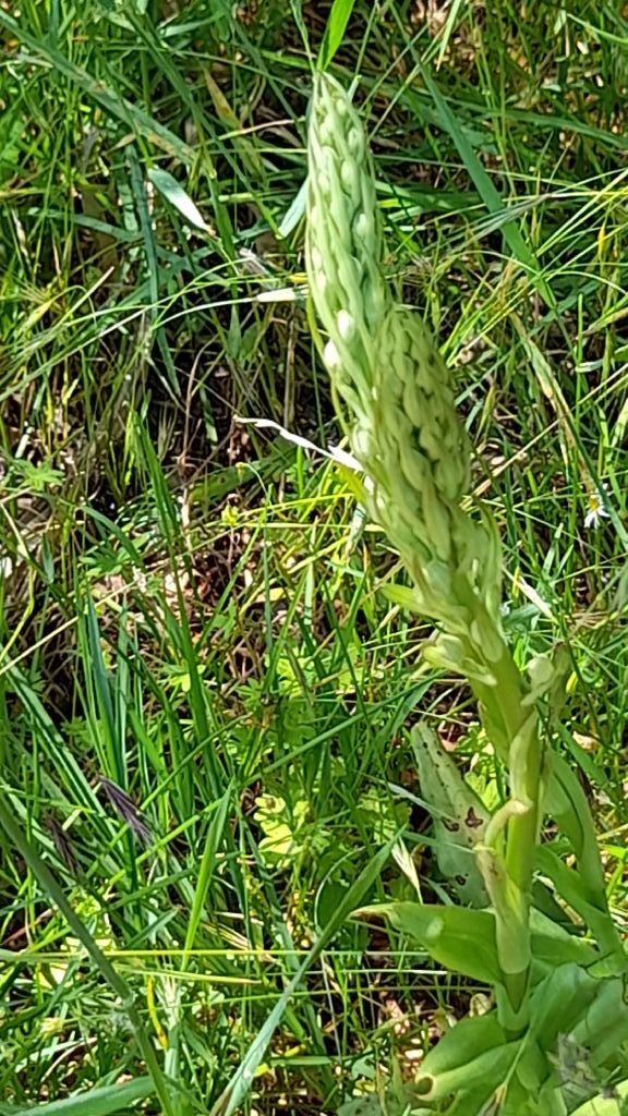 Loncomelos narbonensis ?