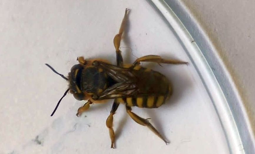 Apidae Megachilinae: Anthidium sp.?  S