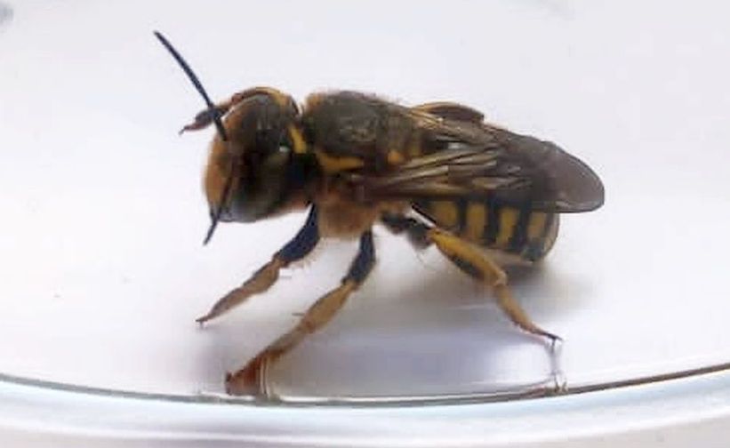 Apidae Megachilinae: Anthidium sp.?  S