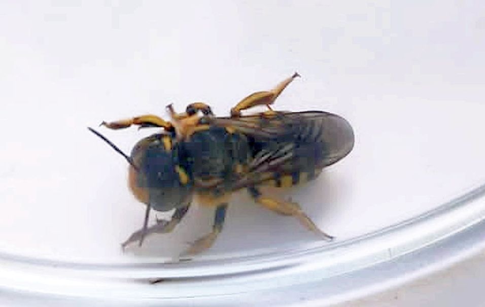 Apidae Megachilinae: Anthidium sp.?  S