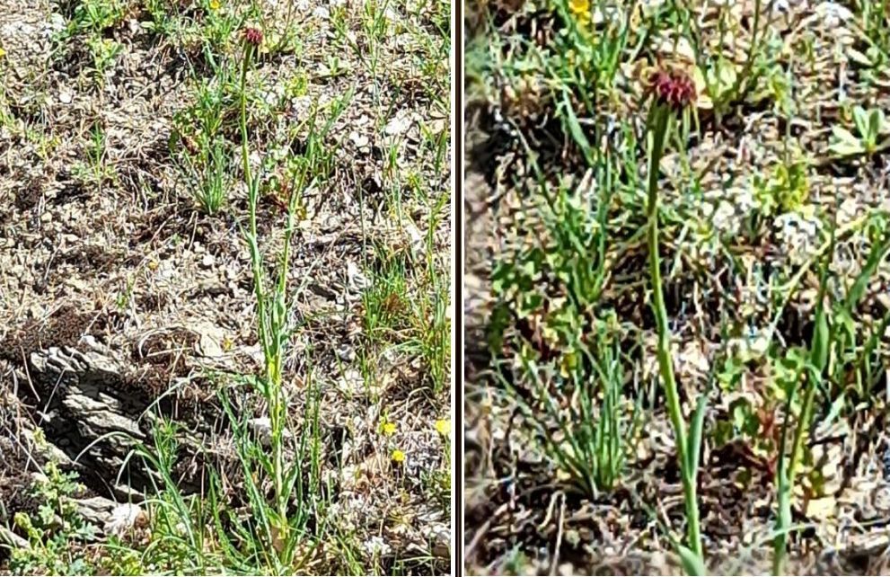Tragopogon? Tragopogon porrifolius