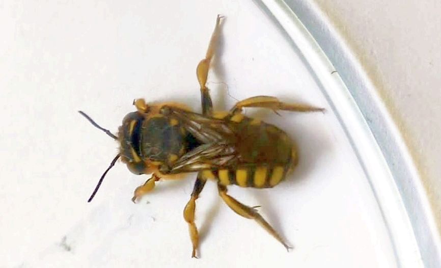 Apidae Megachilinae: Anthidium sp.?  S