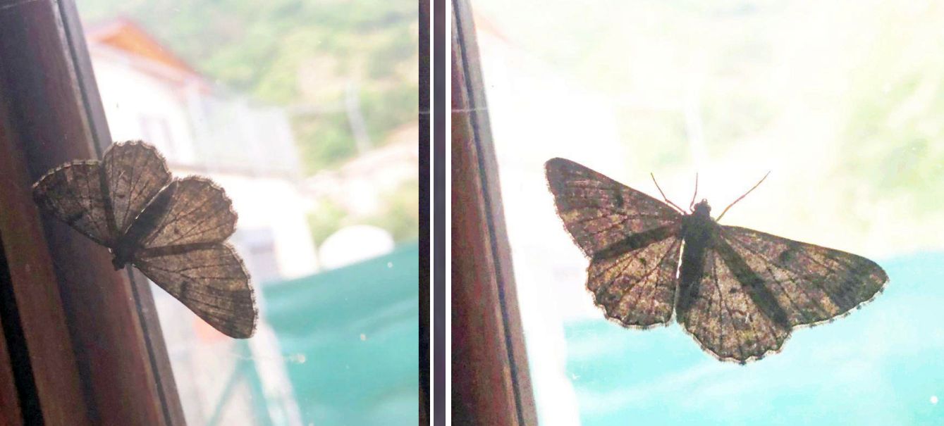 Geometridae non identificabile