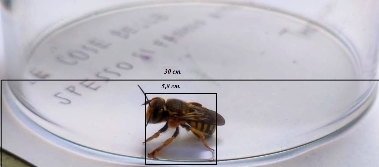 Apidae Megachilinae: Anthidium sp.?  S