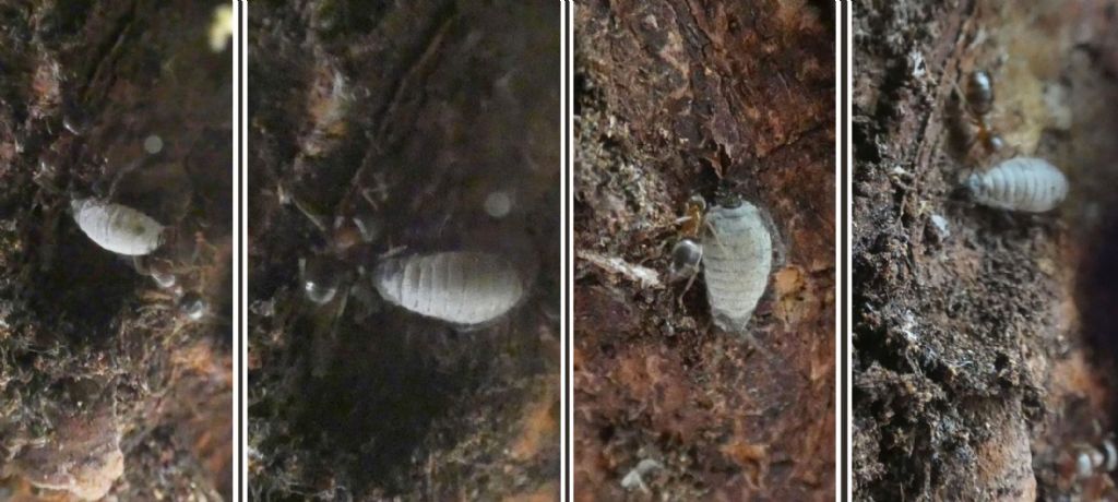 Formicidae: Lasius emarginatus e afide da id.