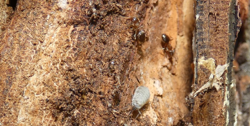 Formicidae: Lasius emarginatus e afide da id.