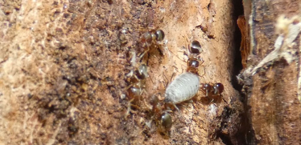 Formicidae: Lasius emarginatus e afide da id.