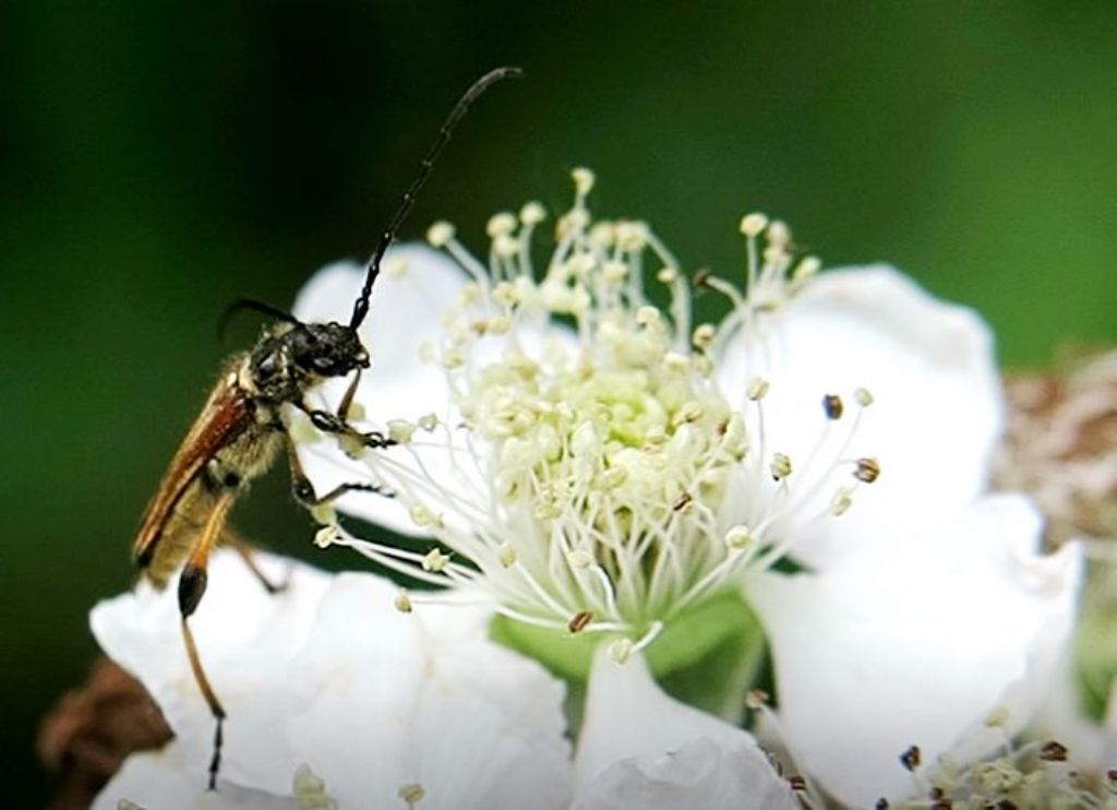 Oedemera flavipes, femmina? No, Cerambycidae, maschio di Stenopterus ater