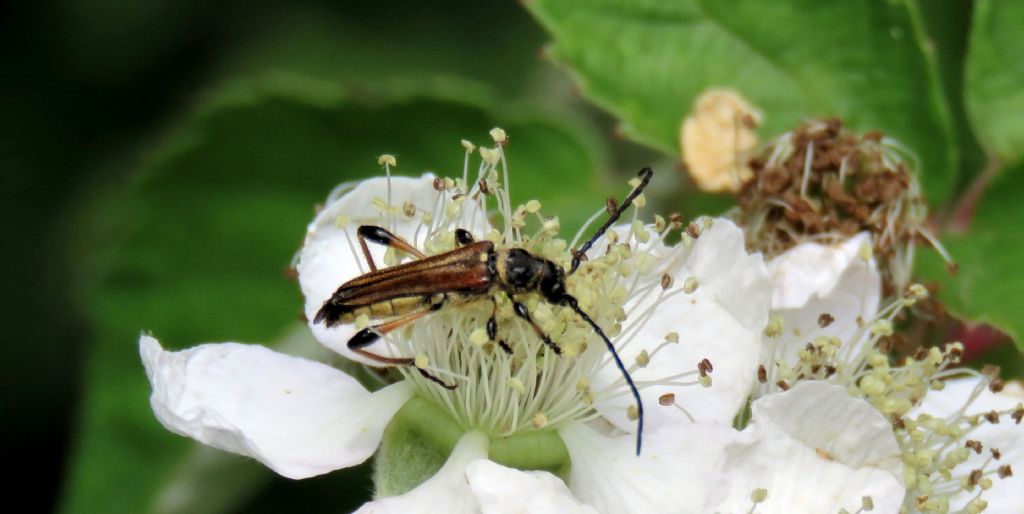 Oedemera flavipes, femmina? No, Cerambycidae, maschio di Stenopterus ater